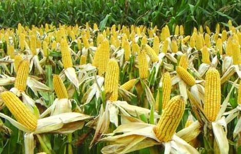 影响玉米收成的因素及处理措施 影响玉米收成的因素及处理措施论文