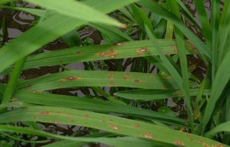 水稻种植稻瘟病防控技术（水稻稻瘟病防治措施）