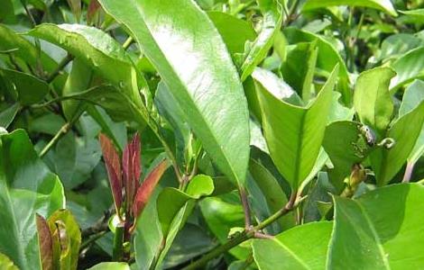 苦丁茶种植常见病虫害的防治技术 苦丁茶种植常见病虫害的防治技术有哪些
