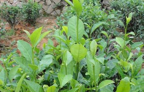 茶树栽植的茶籽直播和茶苗移栽技术（茶树栽植的茶籽直播和茶苗移栽技术哪个好）