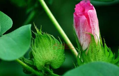 棉花的种植条件（棉花的种植条件地理）