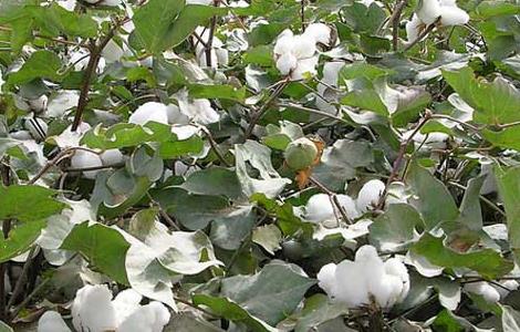 棉花种植条件