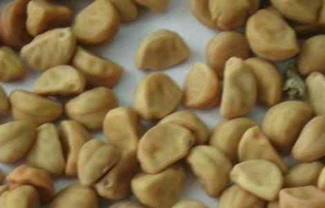 牵牛子的功效与作用（牵牛子的功效与作用及禁忌）