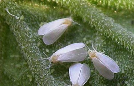 白粉虱的防治方法 怎么预防白粉虱