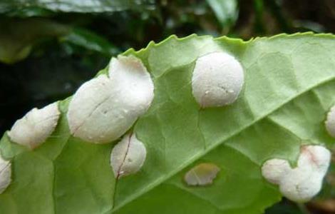 茶饼病的防治技术 茶饼病怎么防治