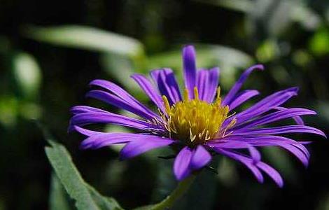 紫菀的功效与作用 紫菀的功效与作用紫苑