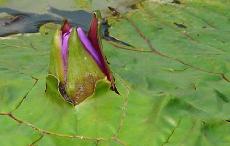 芡实的种植技术 芡实的种植技术视频