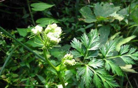 川芎种植技术