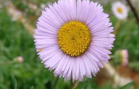 灯盏花种子价格及种植方法 灯盏花种子价格及种植方法视频