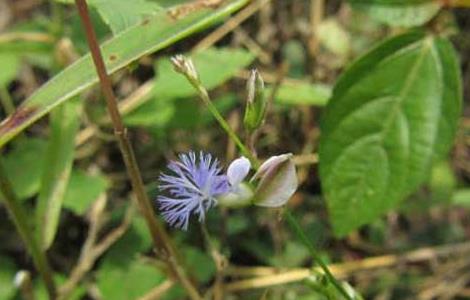 远志种子价格及种植方法 远志种植技术