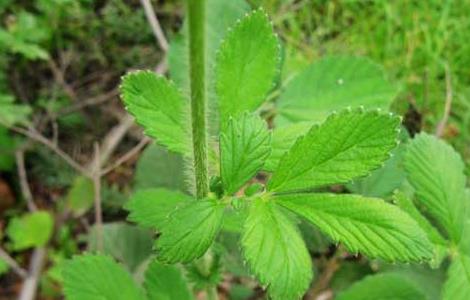 仙鹤草种子价格及种植方法 仙鹤草种子价格及种植方法