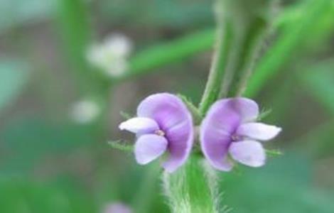 大豆花而不实的解决方法