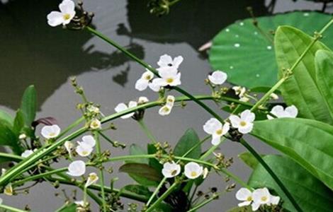 泽泻的种植方法 泽泻怎么种植