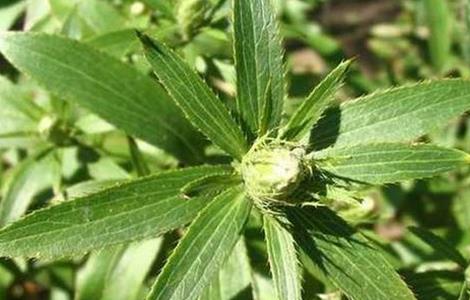 苍术种植的注意事项（苍术适应什么地方能种植）