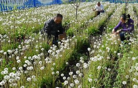 蒲公英种植的田间管理 蒲公英种植技术及管理