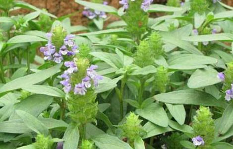 夏枯草怎么种植 夏枯草怎么种植视频