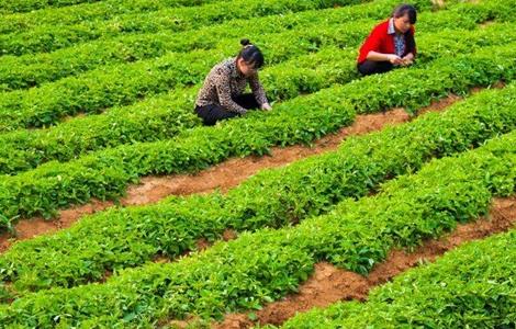 太子参种植技术 太子参种植技术与栽培管理