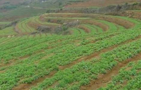 太子参种植技术