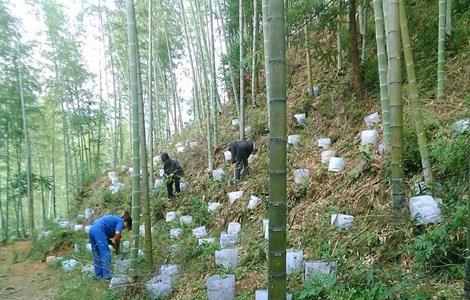 三叶青怎么种植