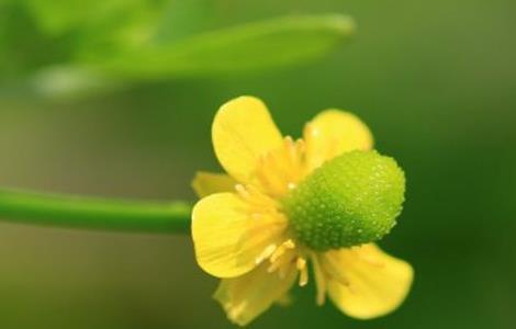 石龙芮 栽培 技术