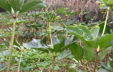 七叶一枝花怎么种好 七叶一枝花的种植技术