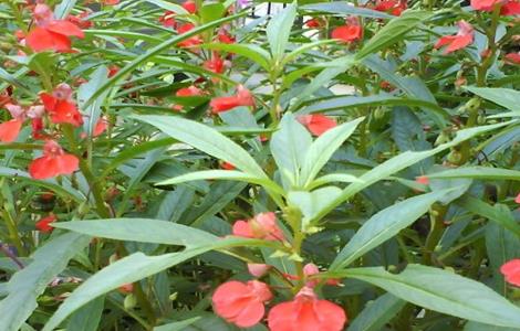 凤仙花怎么种（凤仙花怎么种植盆栽）