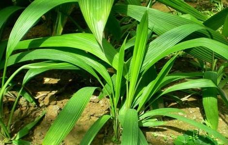 仙茅的种植技术（仙茅的种植技术?）