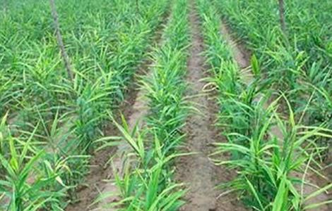 干姜的种植技术(干姜的种植技术视频)