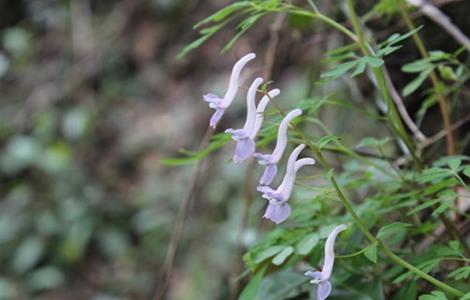 夏天无的种植技术（夏天无的种植技术与产量）