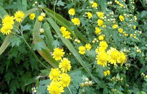 野菊花 种植 技术