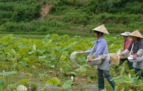 微量元素肥 施用 注意事项