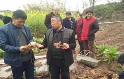 黄精的种植技术（黄精的种植技术和栽培地区中国柴胡）