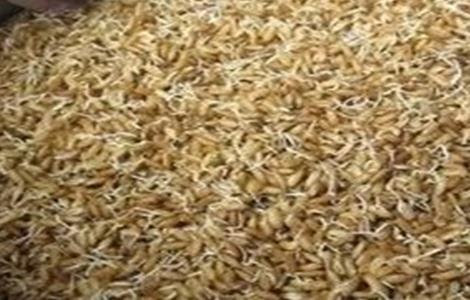 如何提高 水稻种子 发芽率