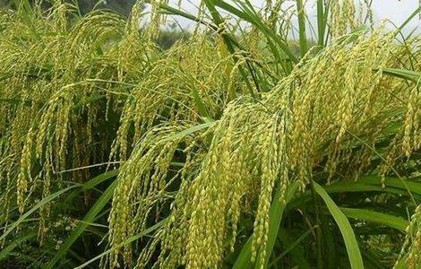 粳米种植技术 粳米种植面积