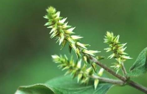 牛膝的田间管理技术（牛膝的种植技术与管理）