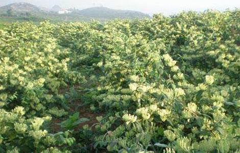 金银花 种植条件 生长环境