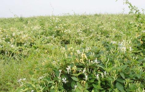 金银花 种植条件 生长环境