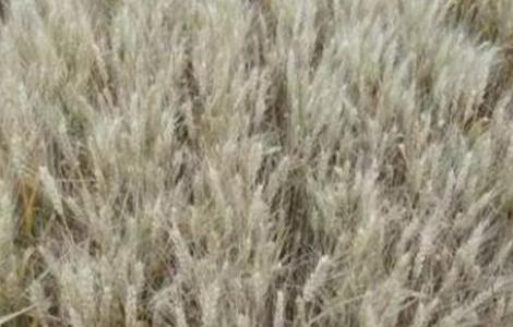 小麦干热风防治措施 小麦干热风防治措施有哪些