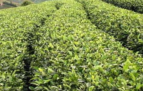 苦丁茶的种植技术 苦丁茶种植方法