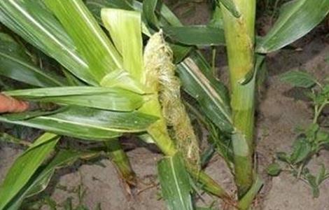 玉米分蘖原因及防治方法 玉米分蘖怎么办