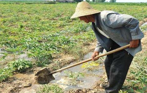 芝麻浇水时间和方法（芝麻浇水时间和方法是什么）