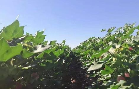 棉花种植怎么管理（棉花种植管理要点有哪些）