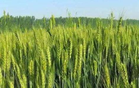 春小麦产量低的原因（冬小麦产量高还是春小麦产量高）