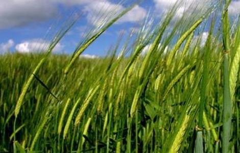 春小麦 产量低 原因