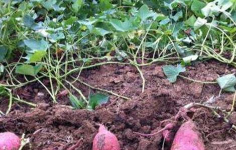 红薯后期如何施肥 红薯后期如何施肥最好