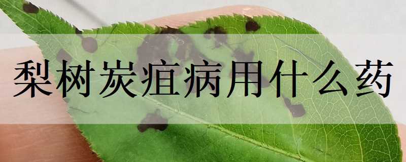 梨树炭疽病用什么药 梨树炭疽病的特效药