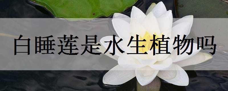 白睡莲是水生植物吗 睡莲是水生花卉吗
