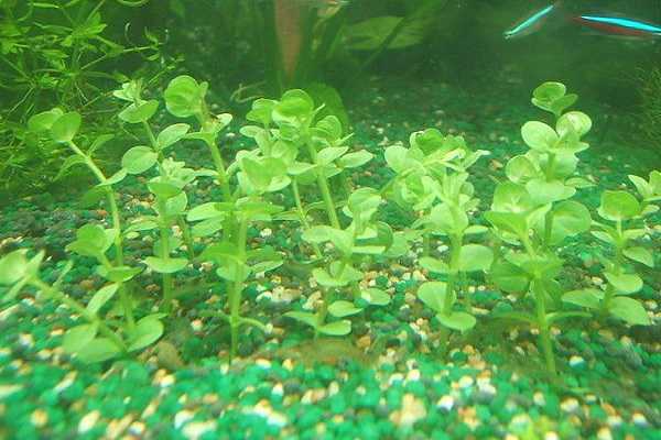 沉水植物有哪些，什么是沉水植物 沉水植物和浮水植物