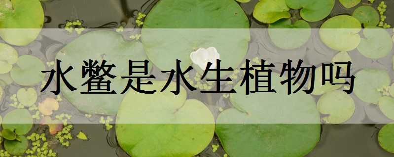 水鳖是水生植物吗（水鳖是什么植物）