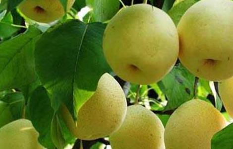 鸭梨的产地有哪些地方（鸭梨的产地有哪些地方的特产）